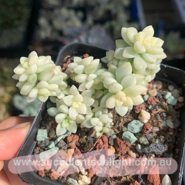 Graptopetalum mirinae variegata 姬秋丽锦
