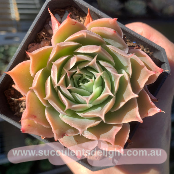 Echeveria Coral Velvet 珊瑚绒