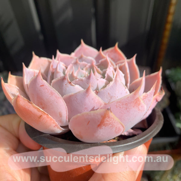 Echeveria Purple Naruto 紫火影