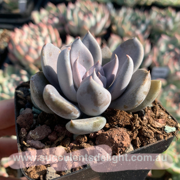 Echeveria rodolfi 鲁道夫