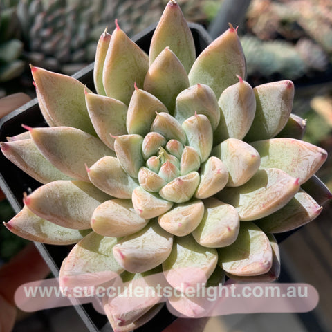 Echeveria White Dew (with dark lines) 白露（暗纹系）