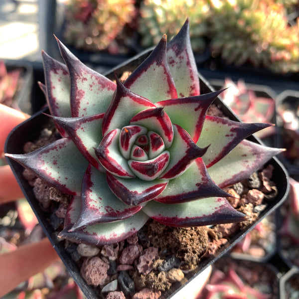 Echeveria Agavoides Ebony (selected) 优选乌木