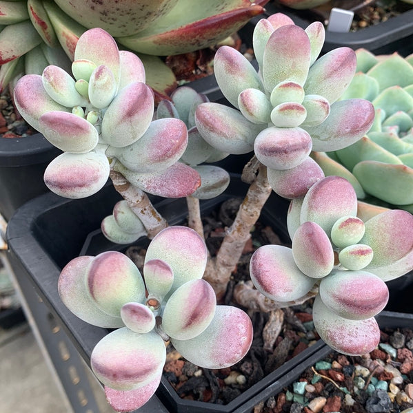 Cotyledon Oophylla - Asian Round Form 乒乓福娘