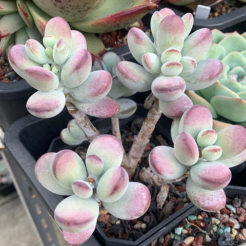 Cotyledon Oophylla - Asian Round Form 乒乓福娘