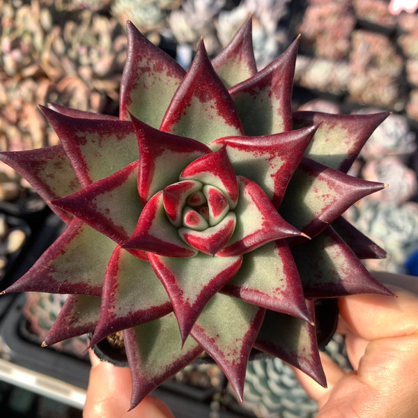 Echeveria Agavoides Ebony (selected) 优选乌木