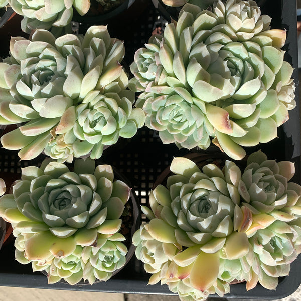 Echeveria Elegans Alba aka White Elegans 阿尔巴白月影
