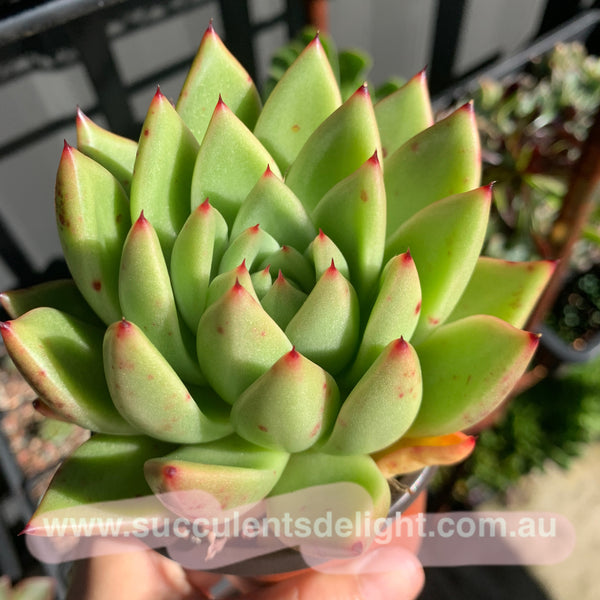 Echeveria Agavoides Miranda 米兰达东云