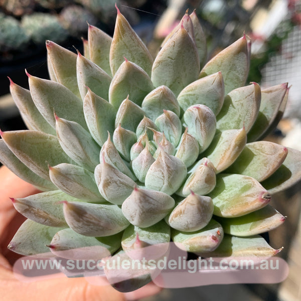 Echeveria White Dew (with dark lines) 白露（暗纹系）