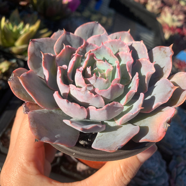 Echeveria Blue Heron 蓝色苍鹭