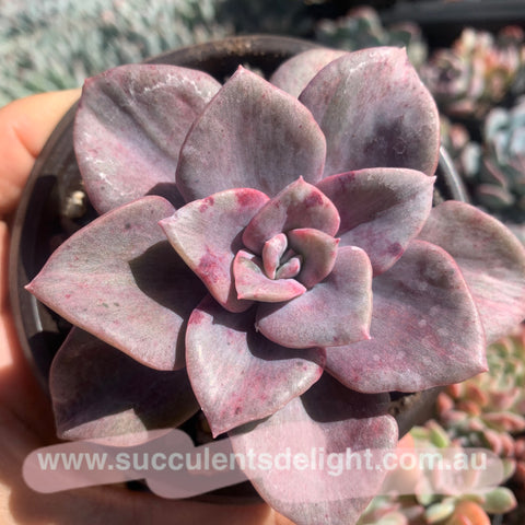 Graptoveria Bainesii silky variegata 厚叶旭鹤拉丝锦