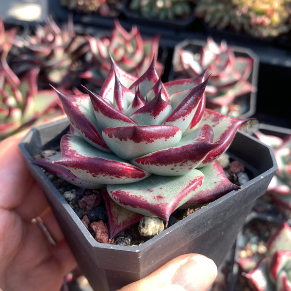 Echeveria Agavoides Ebony (selected) 优选乌木