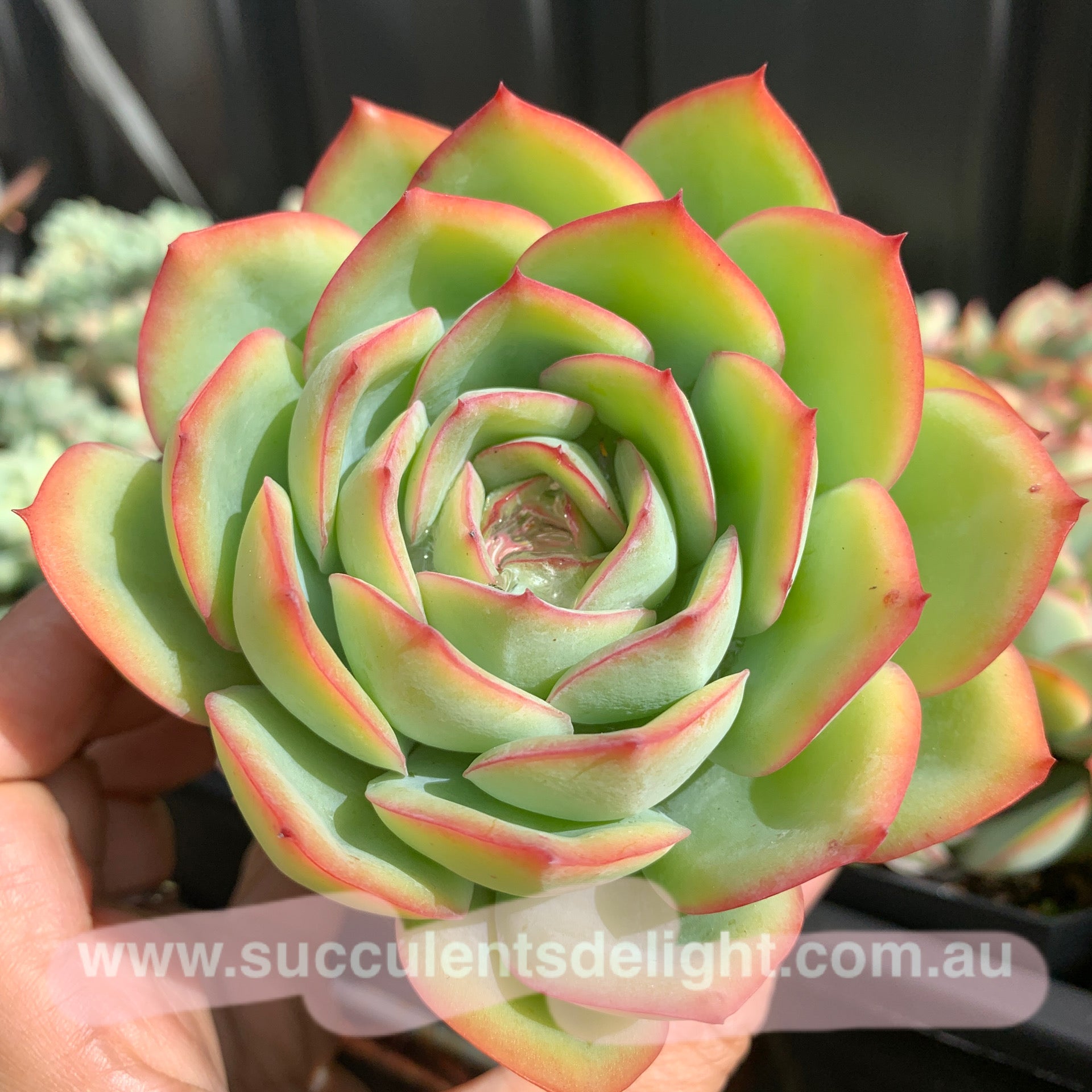 morning dew succulent Echeveria Morning Dew 晨露– Succulents Delight