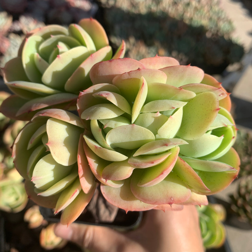 peach pride succulent Echeveria Peach Pride 碧桃– Succulents Delight