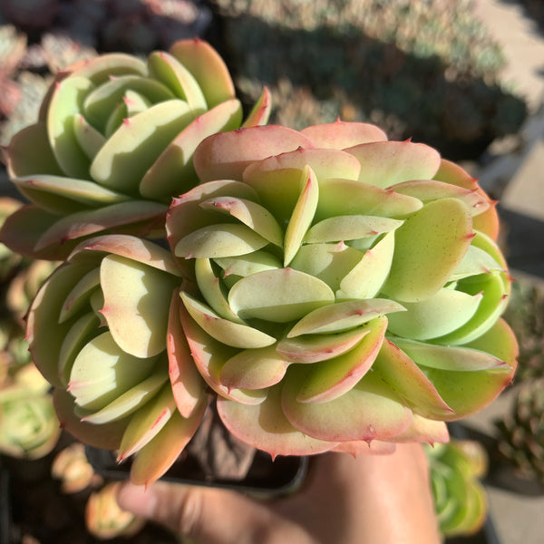 Echeveria Peach Pride 碧桃