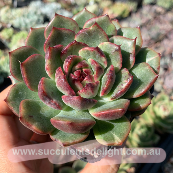 Echeveria Fantastic Light 奇异光芒