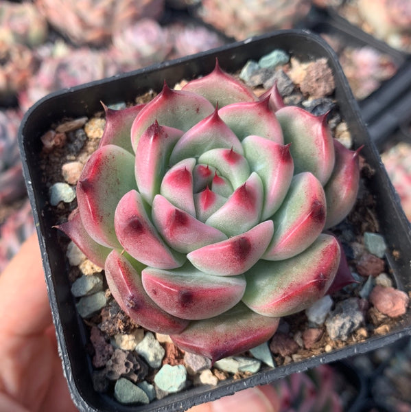 Echeveria Princess Jasmine 茉莉公主 Succulents Delight New Hybrid