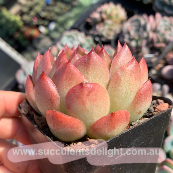 Echeveria Alba Jelly 阿尔巴果冻