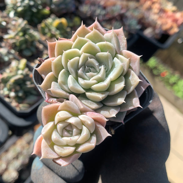 Echeveria White Sands 白沙