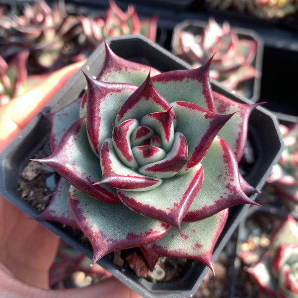 Echeveria Agavoides Ebony (selected) 优选乌木