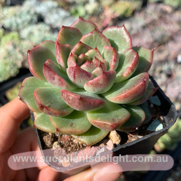 Echeveria Fantastic Light 奇异光芒