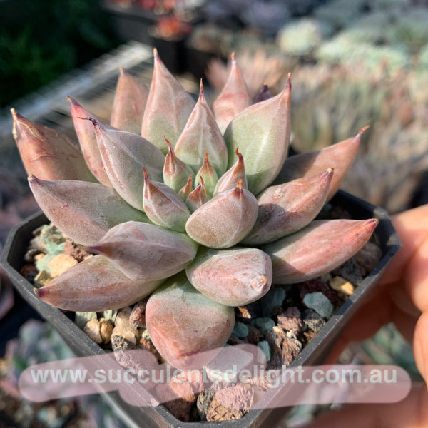 Echeveria Proxima Centauri 比邻星 Succulents Delight New Hybrid