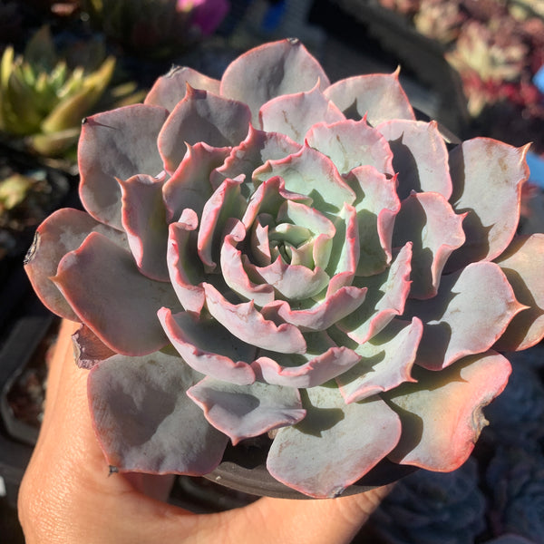 Echeveria Blue Heron 蓝色苍鹭