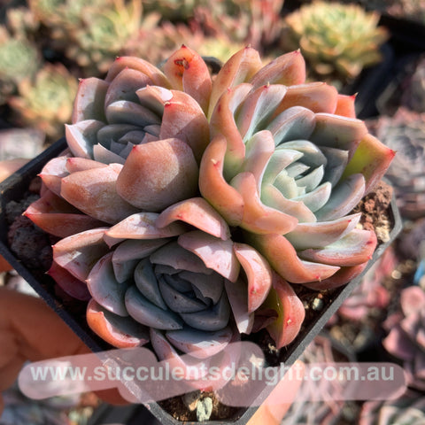 Echeveria Ghost Buster 鬼魅
