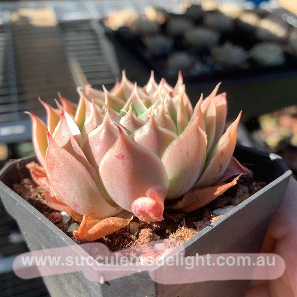 Echeveria Coral Velvet 珊瑚绒