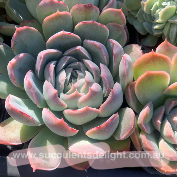 Echeveria Elegans Athena 月影雅典娜