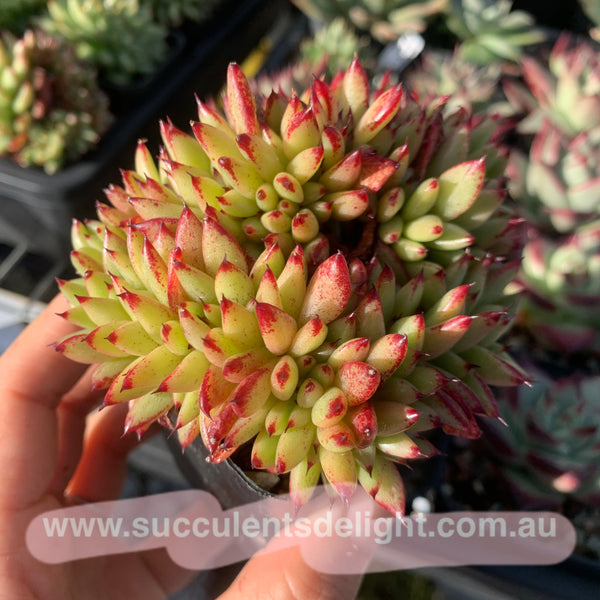 Echeveria agavoides f.cristata Echeveria agavoides 'Crest' 虎鲸
