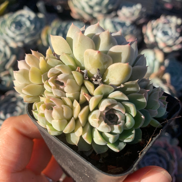 Echeveria halbingeri Mexican Minima 墨西哥姬莲