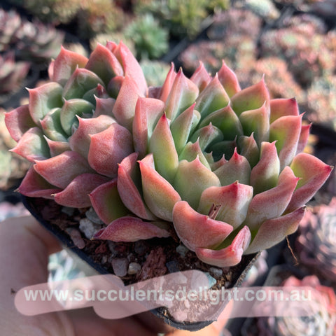 Echeveria Plena 绿玉