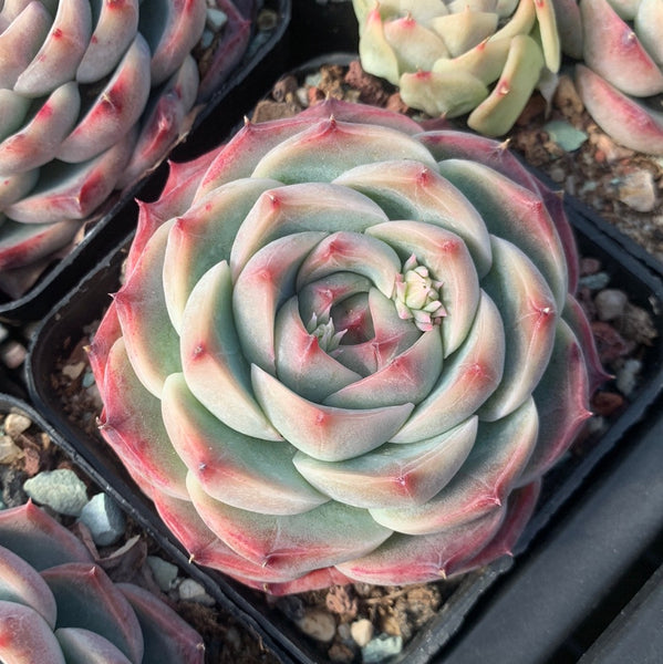 Echeveria Peach Grove 桃林 Succulents Delight New Hybrid