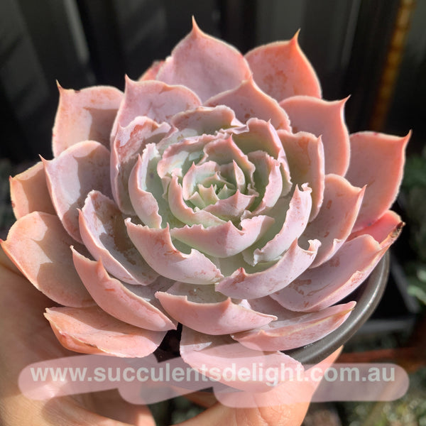 Echeveria Purple Naruto 紫火影