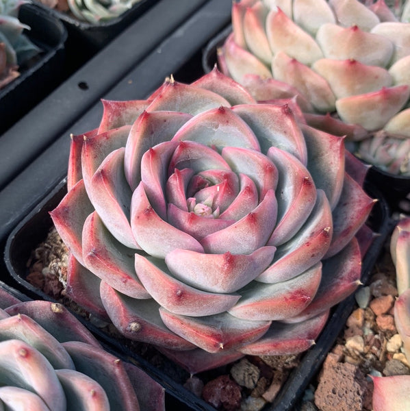 Echeveria Peach Grove 桃林 Succulents Delight New Hybrid