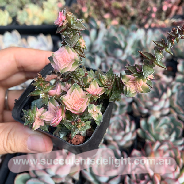 Crassula corymbulosa variegated 茜之塔锦