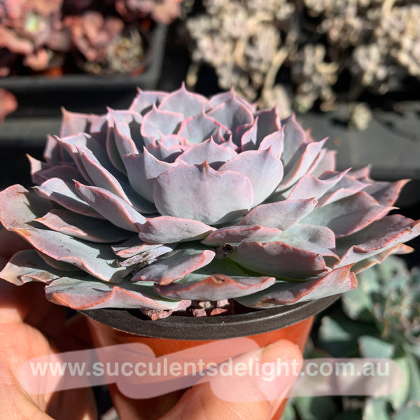 Echeveria Blue Heron 蓝色苍鹭