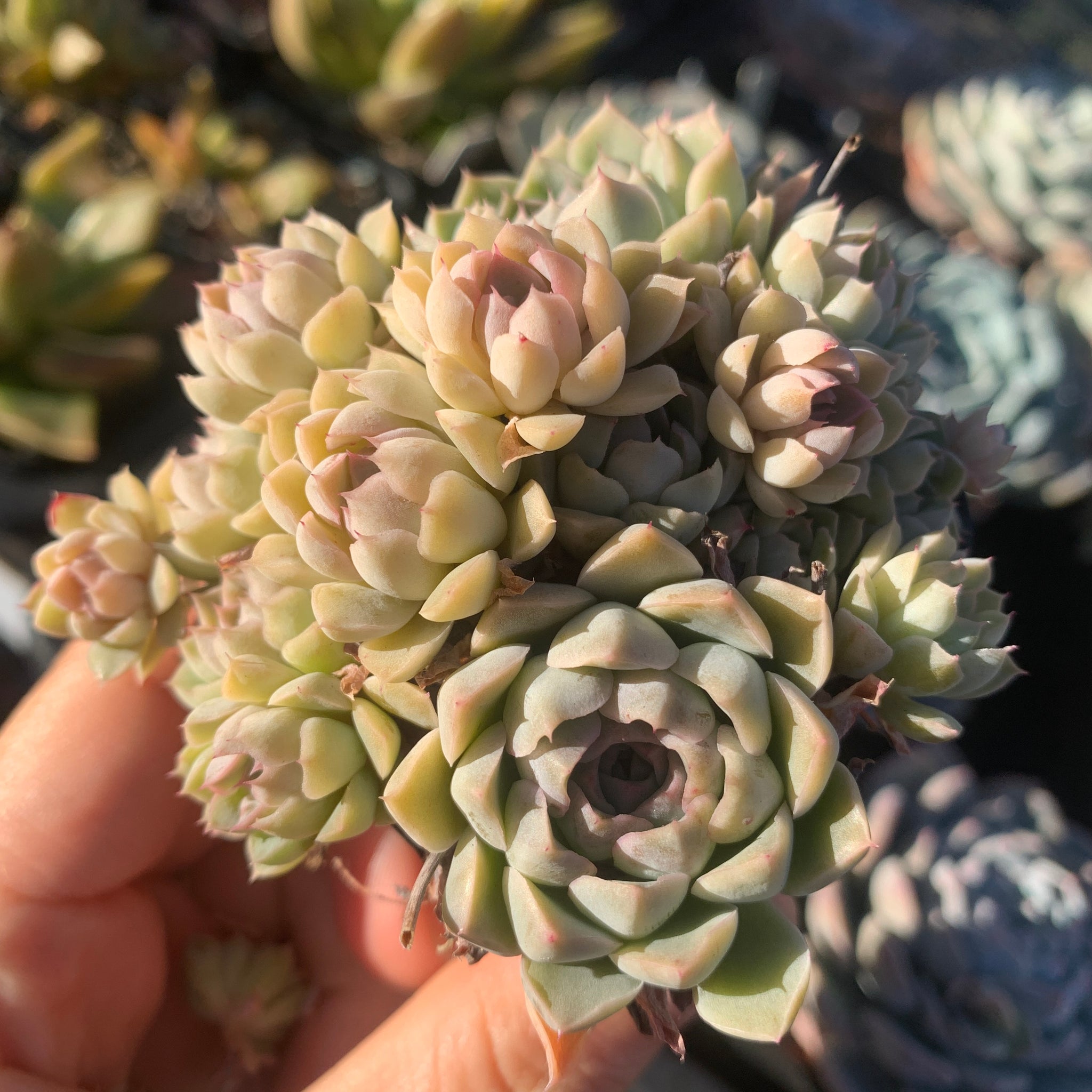Echeveria halbingeri Mexican Minima 墨西哥姬莲