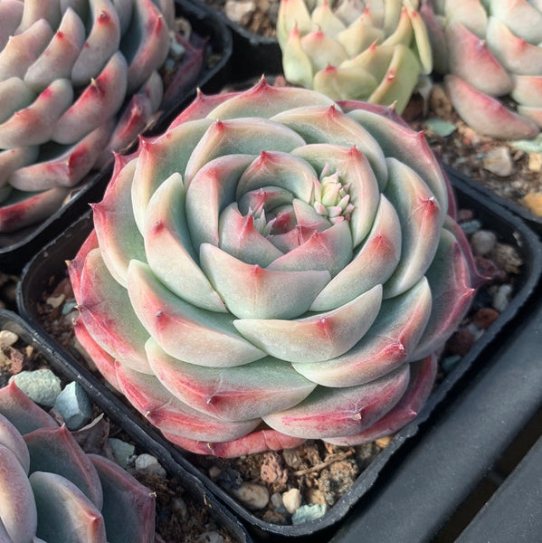 Echeveria Peach Grove 桃林 Succulents Delight New Hybrid