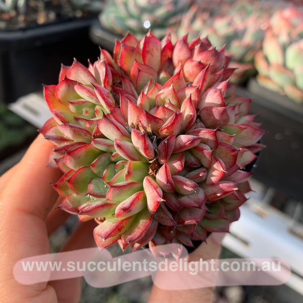 Echeveria Fairy Kiss 妖精之吻