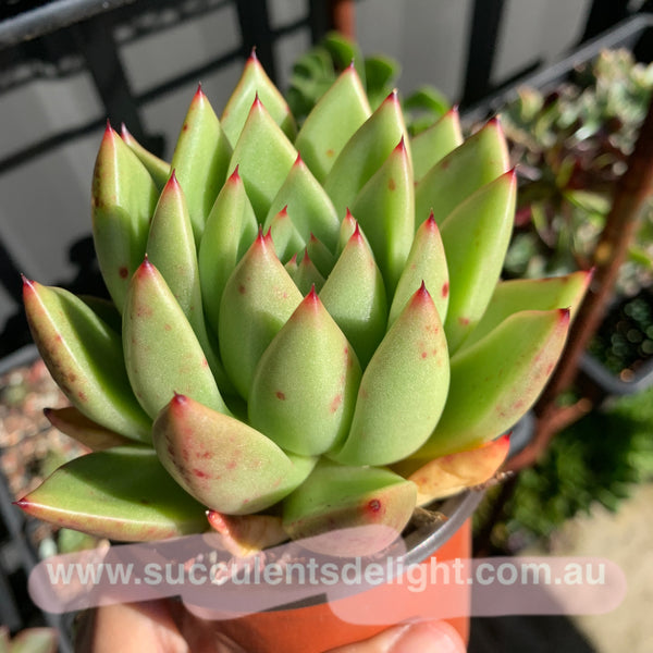 Echeveria Agavoides Miranda 米兰达东云
