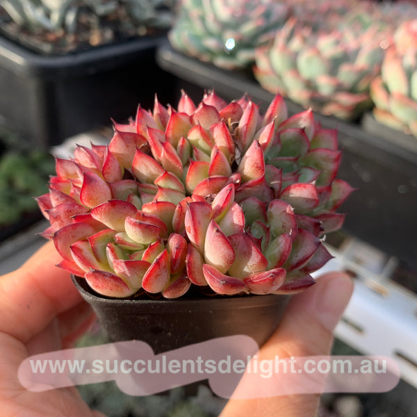 Echeveria Fairy Kiss 妖精之吻