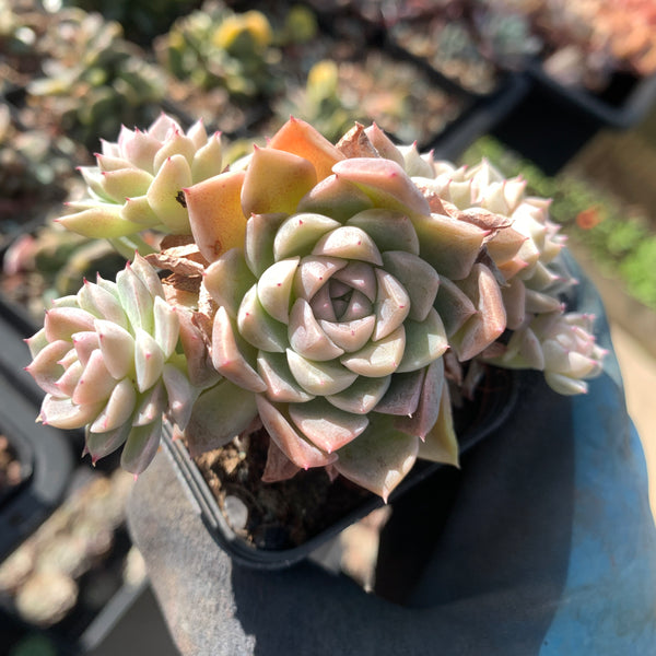 Echeveria White Sands 白沙