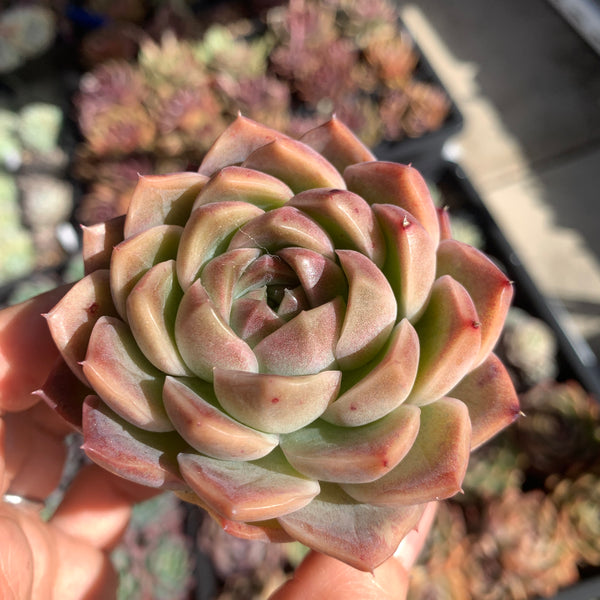 Echeveria Jupiter 木星 Succulents Delight 2022 New Hybrid