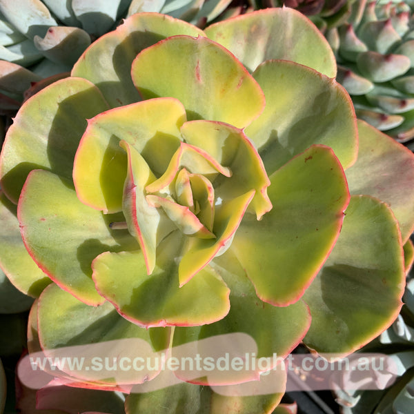 Echeveria Sunset Peony Variegated 夕阳牡丹锦