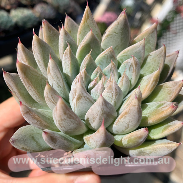 Echeveria White Dew (with dark lines) 白露（暗纹系）