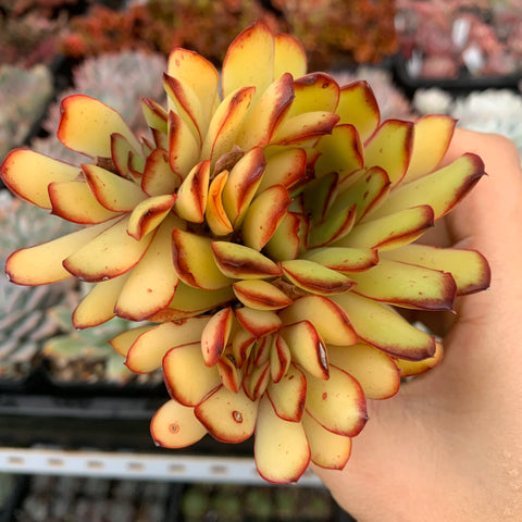 Echeveria Pulidonis Green Form 原始灵影