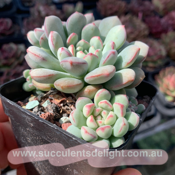 Echeveria meteorites beans 流星粉豆