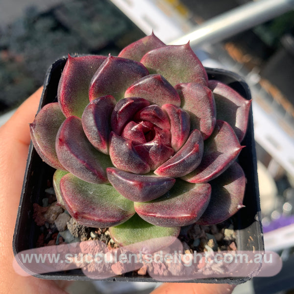 Echeveria Fantasy Jade 梦幻翡翠 Succulent Delight New Hybrid