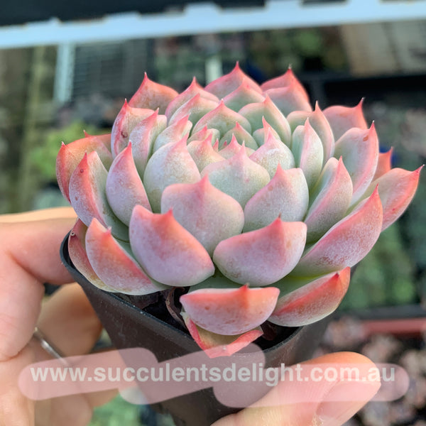 Echeveria Sweet Dream 甜梦